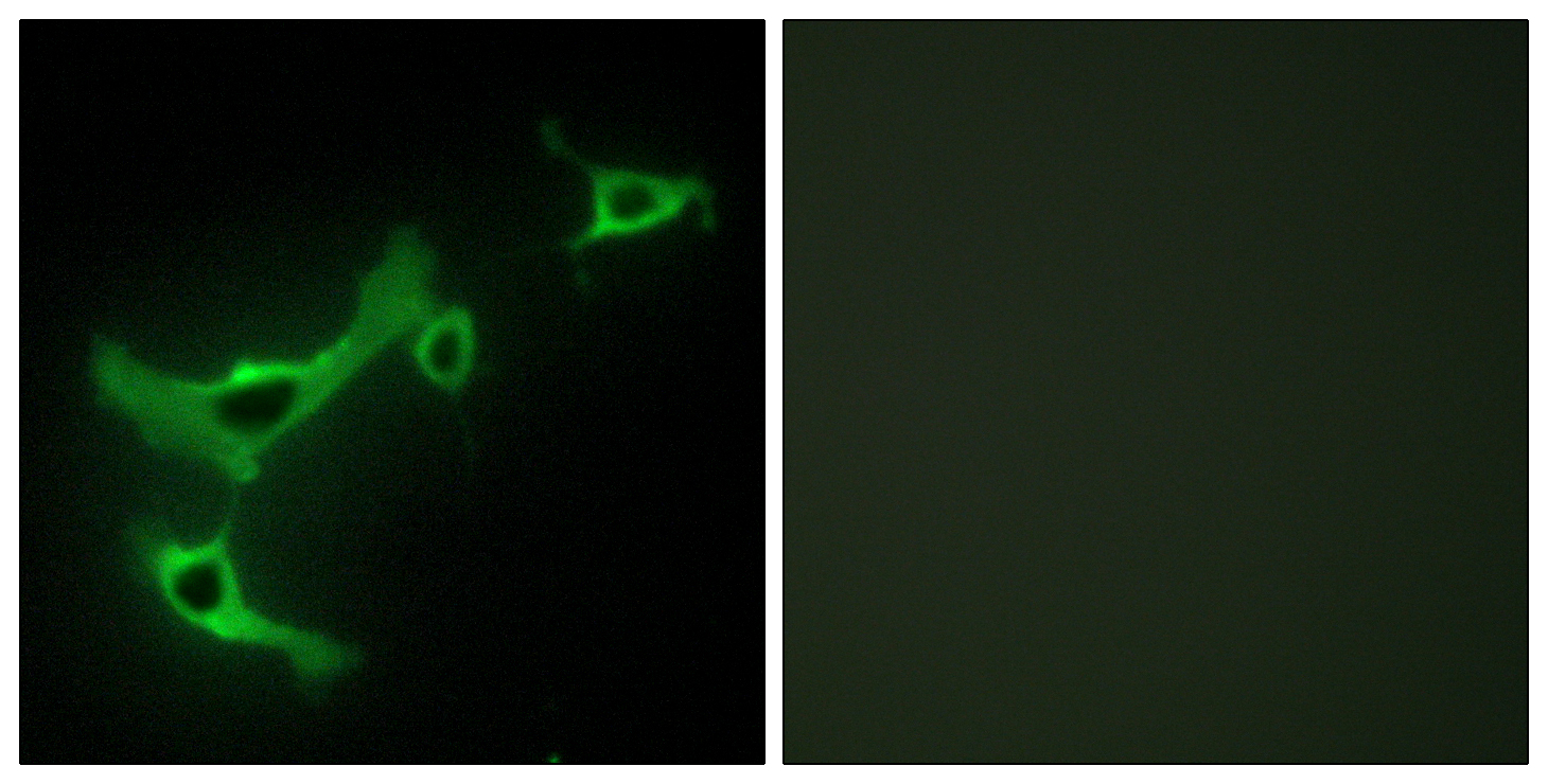 TRIM3 Antibody (OAAF02050) in NIH-3T3 using Immunofluorescence.