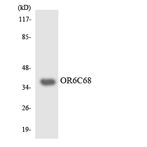 OR6C68 Antibody (OAAF06858) in RAW2647cells using Western blot.