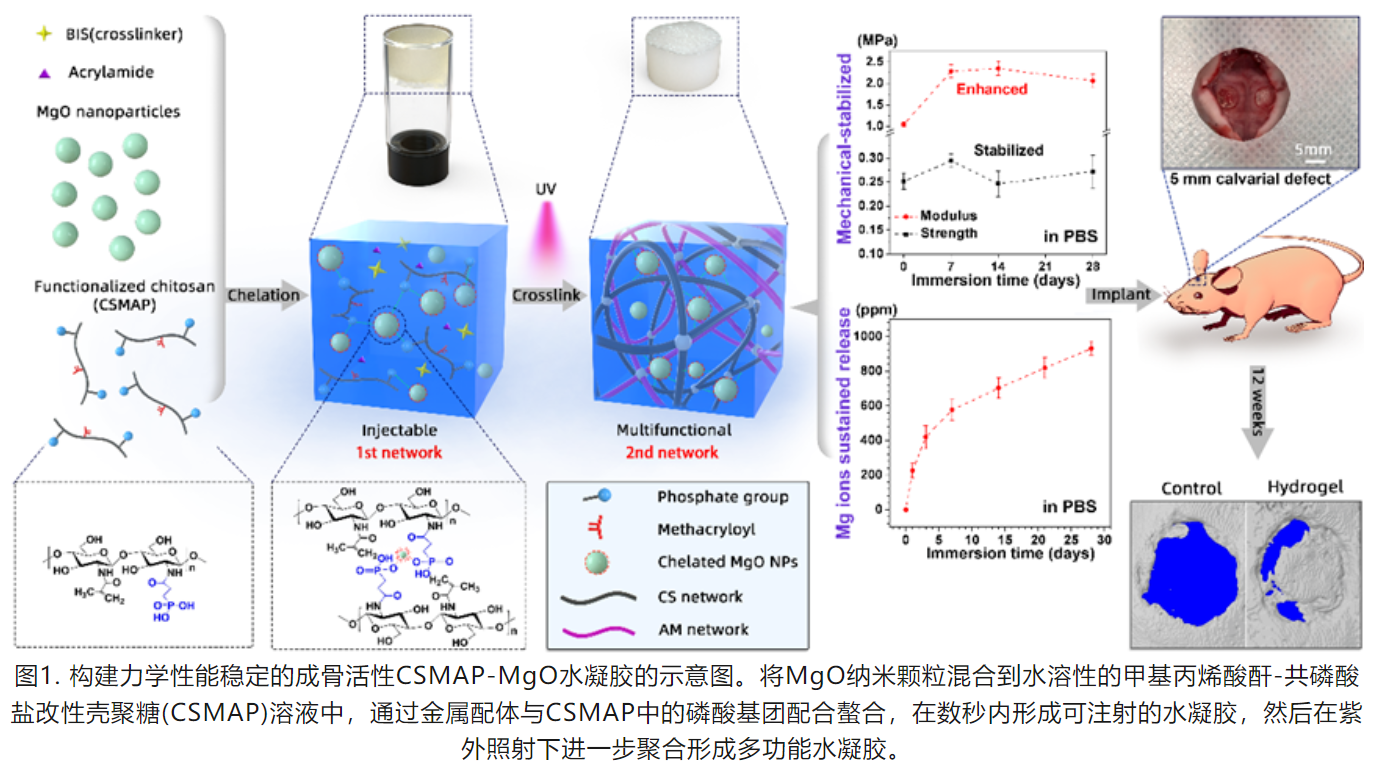 Applied Materials Today （IF=8.3）磷酸-镁配位增强的自组装纳米复合水凝胶在骨修复中的应用