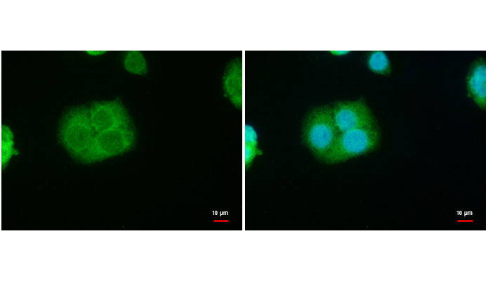 STAR antibody (OAGA00424) in HepG2  using Immunofluorescence