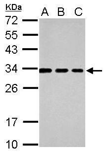 TSPAN3 Antibody (OAGA02810) in 293T using Western Blot
