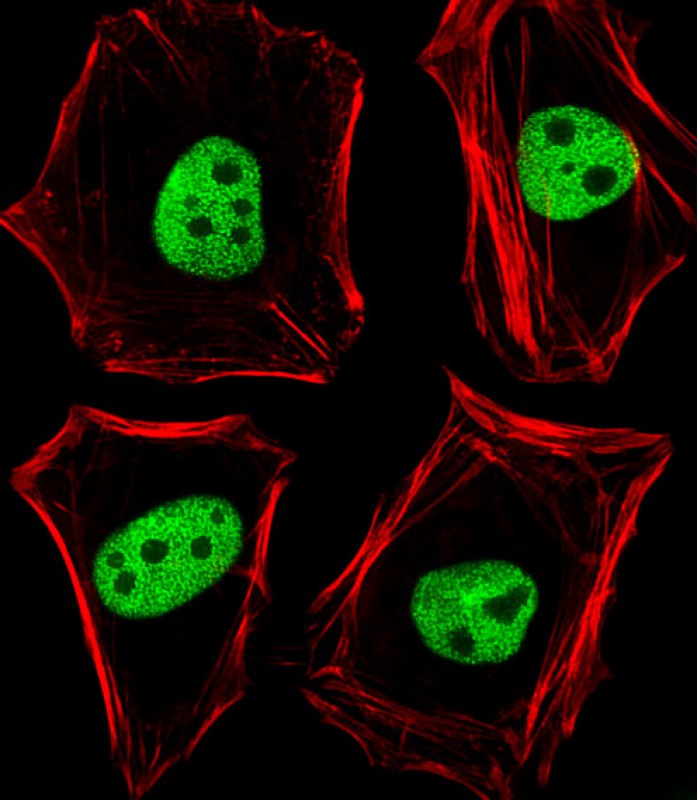 TLE1 Antibody - N-terminal region (OAAB18976) in Hela using Immunofluorescence