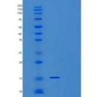 小鼠干扰素γ(IFNγ)重组蛋白