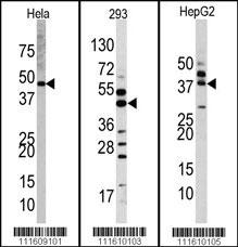 MAPK1 Antibody (Center) (OAAB17033) in Hela, 293, , HepG2 using Western Blot