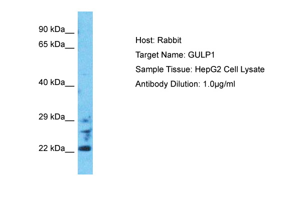 GULP1 Antibody (ARP65447_P050) in Human HepG2 Whole Cell using Western Blot
