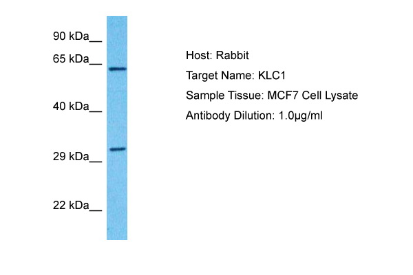 KLC1 Antibody (ARP74962_P050) in Human MCF7 Whole Cell using Western Blot