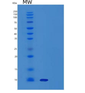 小鼠子宫珠蛋白/ SCGB1A1重组蛋白His tag