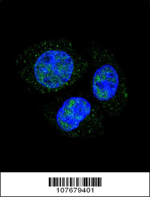 Phospho - Rb - S811 antibody (OAAB16112) in HepG2, Nuclear using Immunofluorescence