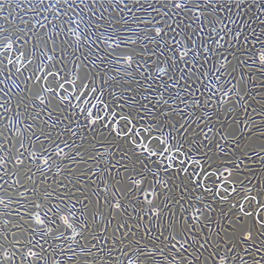  小鼠骨髓间充质干细胞永生化/免疫荧光鉴定