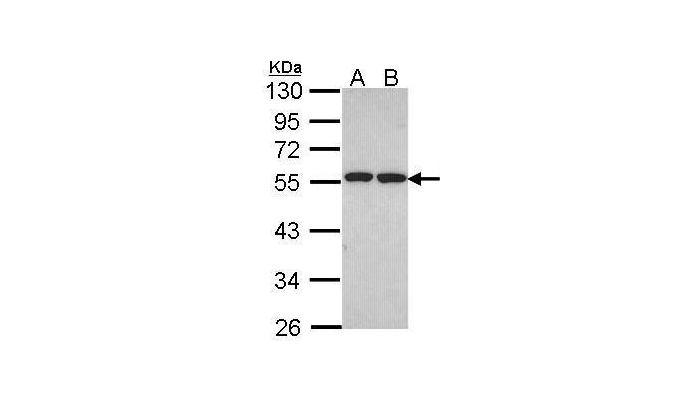 FAF2 antibody (OAGA00625) in H1299 , Hela  using Western Blot