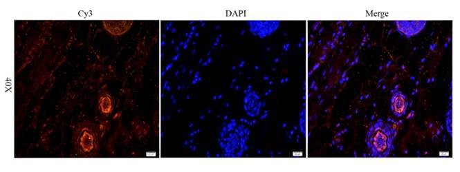 CD163 Antibody (OABI00014) in Rat skin tissue using Immunofluorescence