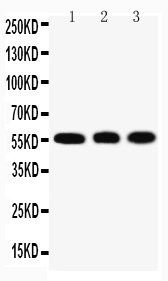 KLF4 Antibody - N-terminal region (OABB01376) in HELA Cell Lysate, A549 Cell Lysate, U20S Cell Lysate using Western Blot