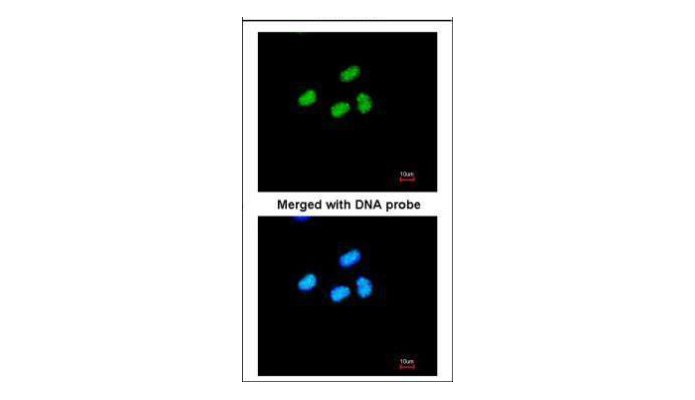 ATRX antibody (OAGA00086) in HeLa using Immunofluorescence