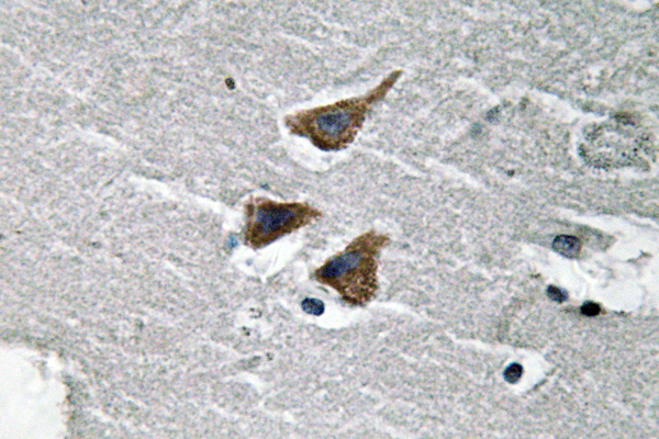 uPA Antibody (OAAF06011) in human brain tissue using Immunohistochemistry.