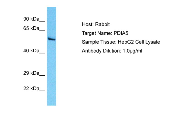 PDIA5 Antibody - N-terminal region (ARP71357_P050) in Human HepG2 using Western Blot