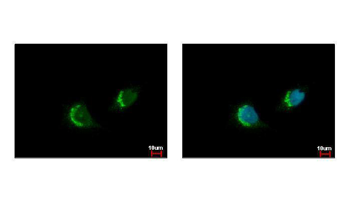 FAF2 antibody (OAGA00625) in HeLa  using Immunofluorescence
