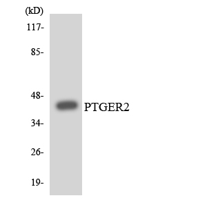 PTGER2 Antibody (OAAF06989) in HUVECcells using Western blot.