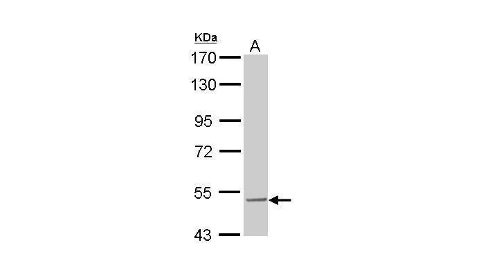 SESN3 antibody (OAGA00958) in Rat2 using Western Blot