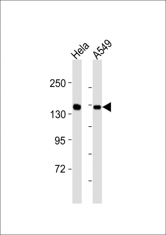 LMO7 Antibody - C-terminal region (OAAB19380) in Hela whole cell lysates, A549 whole cell lysates using Western Blot