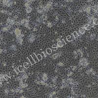 小鼠甲状旁腺细胞/免疫荧光鉴定/镜像绮点(Cellverse)