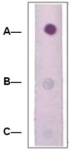 Rabbit Anti-Rho Antibody (Phospho-S188) (OAAI00595) in phospho-peptide and non-phospho-peptide using Dot Blot.