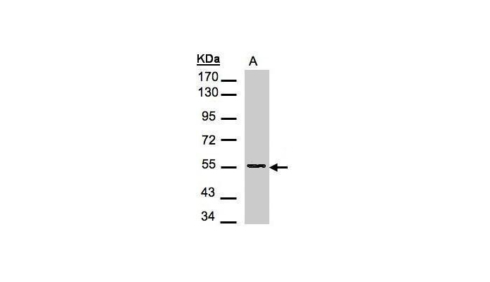 DNPEP antibody (OAGA00147) in H1299 using Western Blot