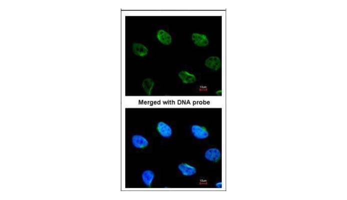 MUS81 antibody (OAGA00008) in HeLa using Immunofluorescence