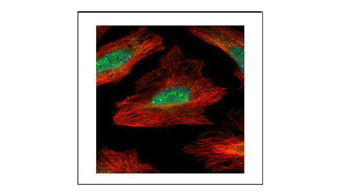MID1IP1 antibody (OAGA00540) in HeLa using Immunofluorescence