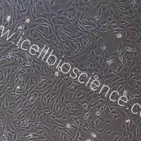 大鼠耳软骨细胞/免疫荧光鉴定/镜像绮点（Cellverse）