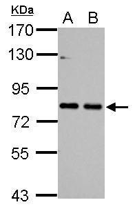 CTTN Antibody - N-terminal region (OAGA01221) in NIH-3T3 using Western Blot