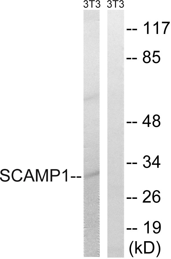 SCAMP1 Antibody (OAAF04227) in NIH-3T3 using Western blot.