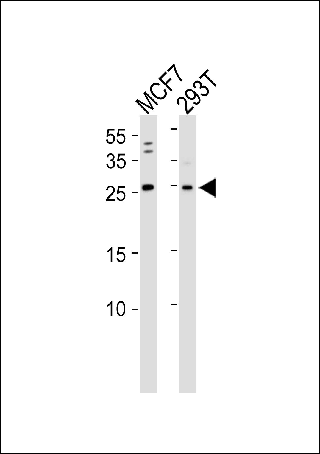 ARF6 Antibody (OAAB18543) in MCF7, 293T cell line (from left to right) using Western Blot