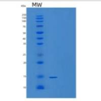 小鼠多配体蛋白聚糖4(SDC4)重组蛋白