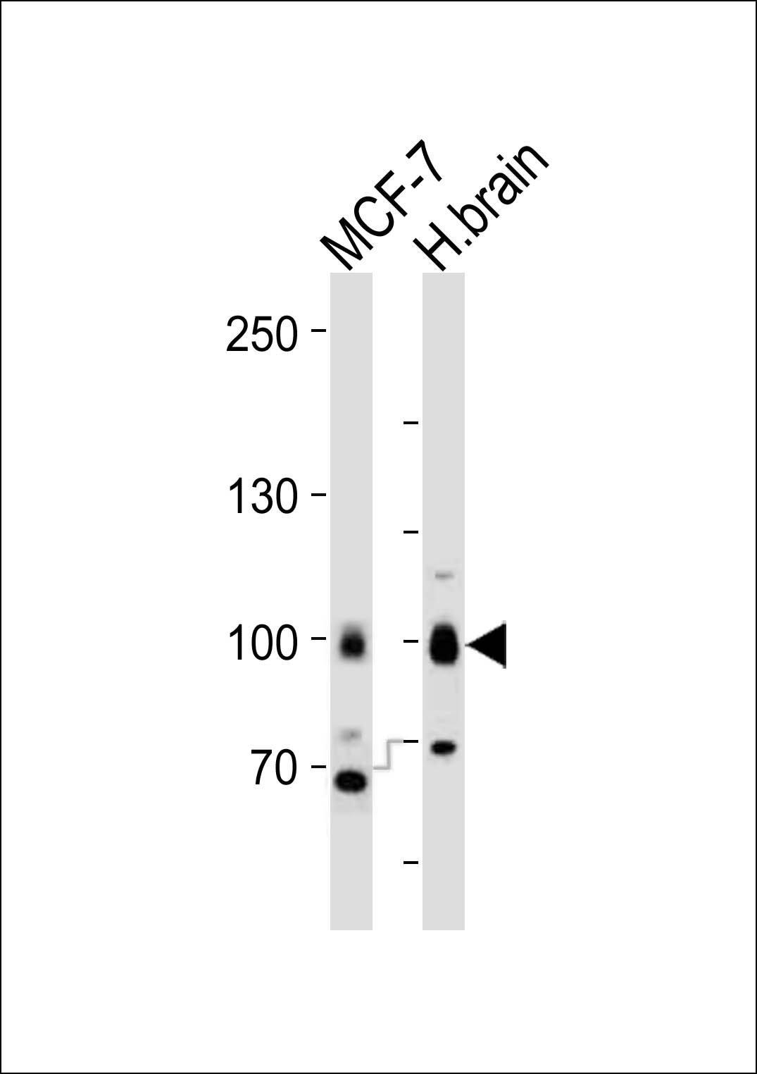 TLE1 Antibody - N-terminal region (OAAB18976) in MCF-7, H.brain cell line using Western Blot