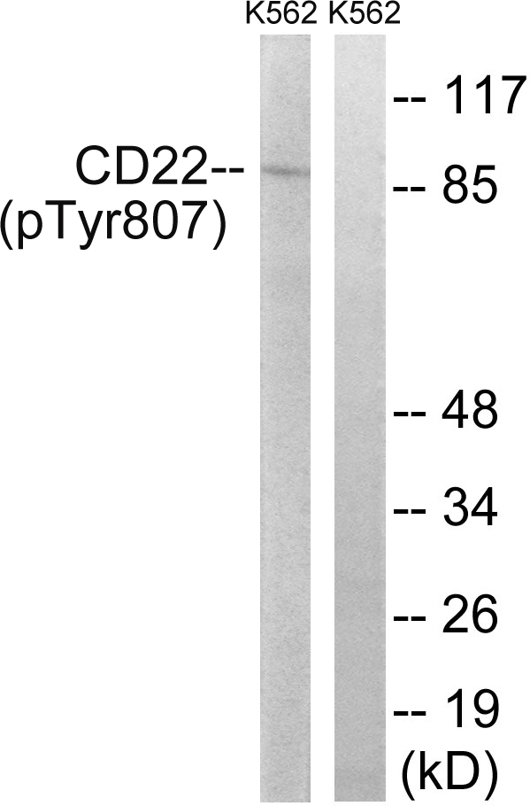CD22 Antibody (Phospho-Tyr807) (OAAF00499) in K562 using Western blot.