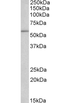 Goat anti-HSPC117 (aa125-138) middle region Antibody (OAEB02807) in Jurkatcells using Western Blot