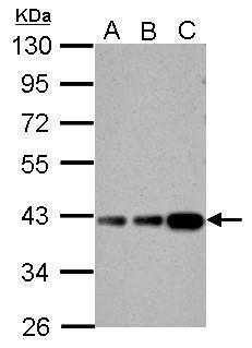 ALDOB Antibody (OAGA01567) in Neuro2A, GL261, C8D30 using Western Blot