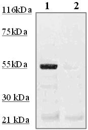 Rabbit Anti-P53 Antibody (Phospho-Ser15)(OAAI00414) in UV stimulated Hela  using Western Blot.