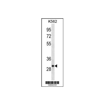 VAPA antibody - C - terminal region (OAAB15028) in K562 using Western Blot