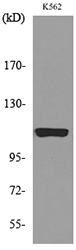 NLRP3 Antibody (OAAF08056) in K562 using Western Blot