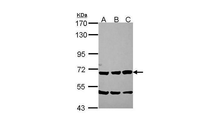 SCG2 antibody (OAGA01106) in NT2D1, IMR32, U87-MG  using Western Blot