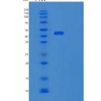 小鼠CD27 antigen重组蛋白
