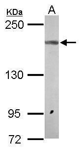 GRIN2A Antibody (OAGA02167) in Mouse brain using Western Blot