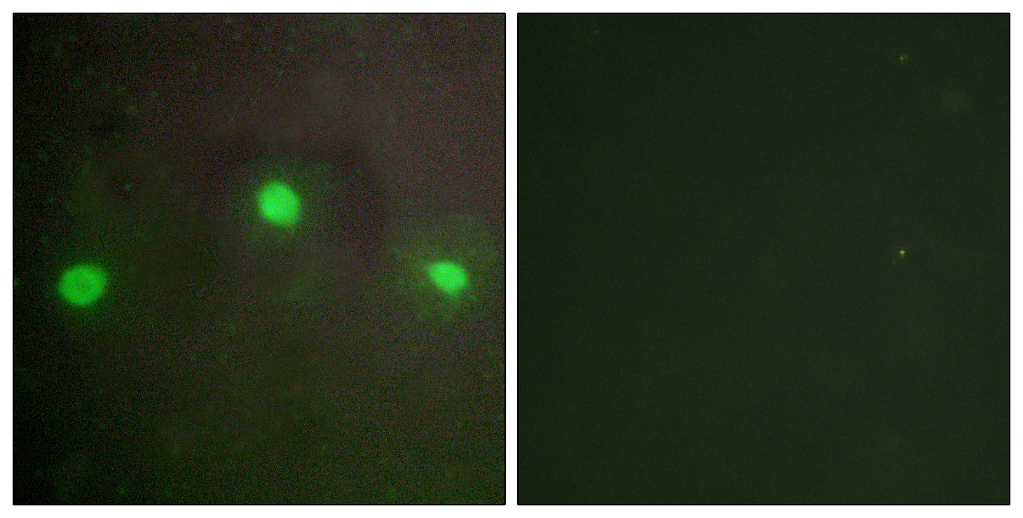 ATRX Antibody (OAAF02274) in A549 using Immunofluorescence.