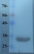 mCherry Antibody (OABI00019) in Recombinant mcherry using Western Blot