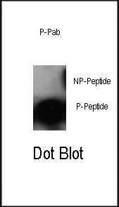 Phospho-cJun-S63 Antibody (OAAB16029) in nitrocellulose membrane using Dot Blot