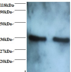 Rabbit anti-human Annexin A5 (OACA01365) in EC109 , 293T using Western Blot
