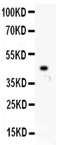HNF1A Antibody (OABB01659) in Recombinant Human HNF1 Protein using Western Blot