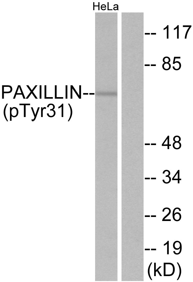 Paxillin Antibody (Phospho-Tyr31) (OAAF07772) in HeLa using Western Blot