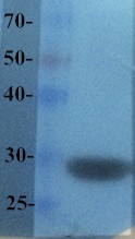 mCherry Antibody (OABI00019) in Recombinant mcherry using Western Blot
